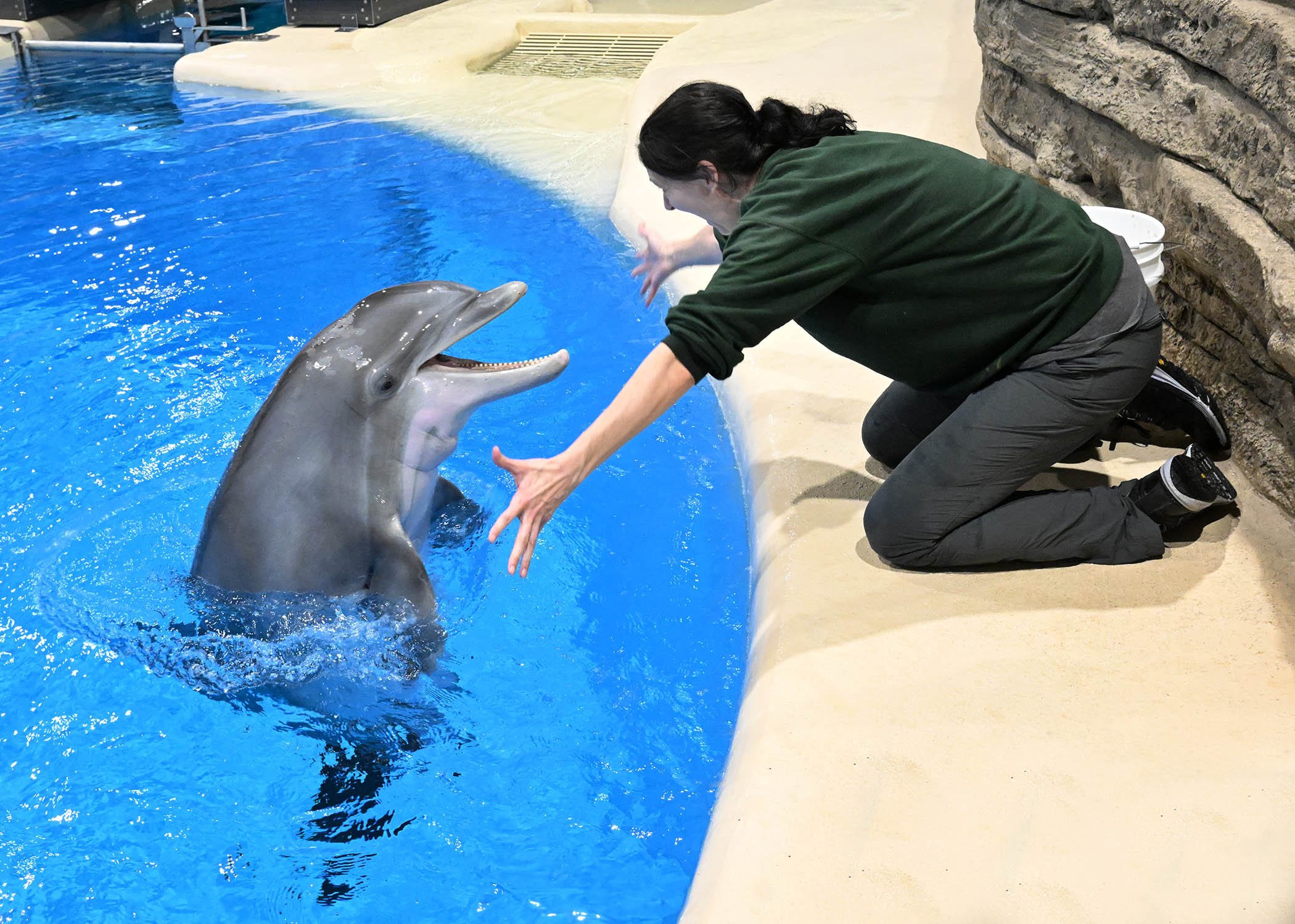 The Return of the Brookfield Zoo Dolphin Show: Everything You Need to Know