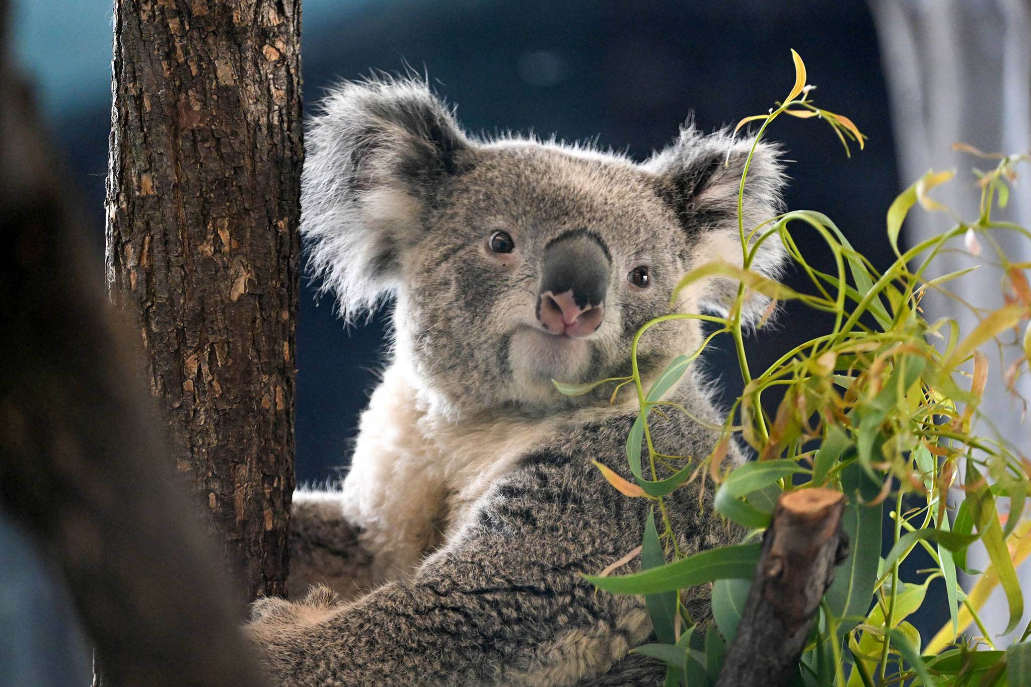 Introducing Koalas - Brookfield Zoo Chicago & Other New Animal Friends!