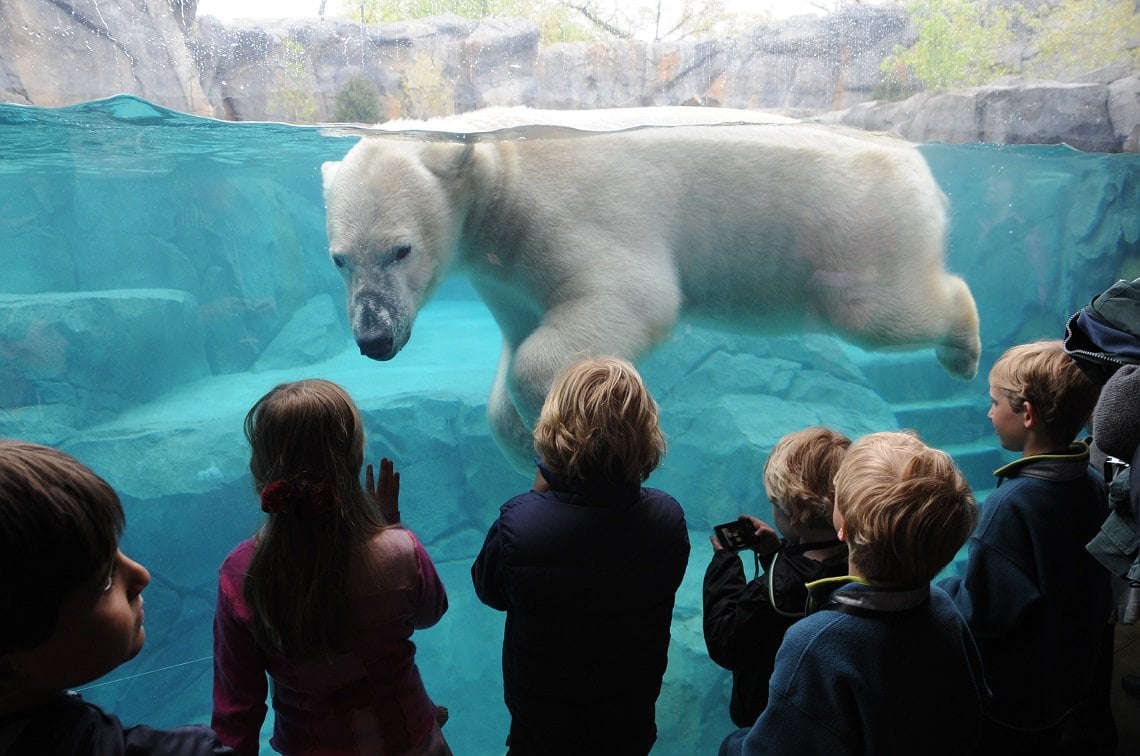 kids looking at polar bear