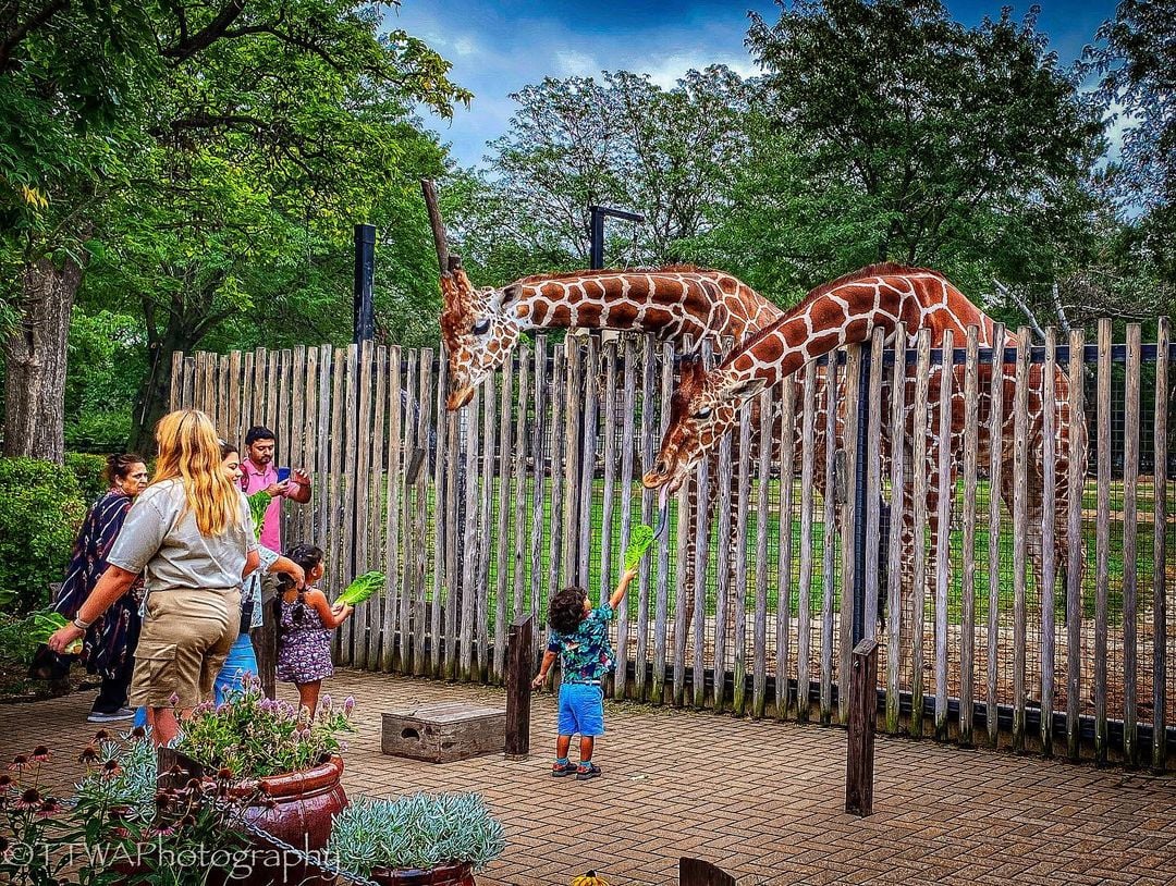 Giraffe Feeding at Brookfield Zoo