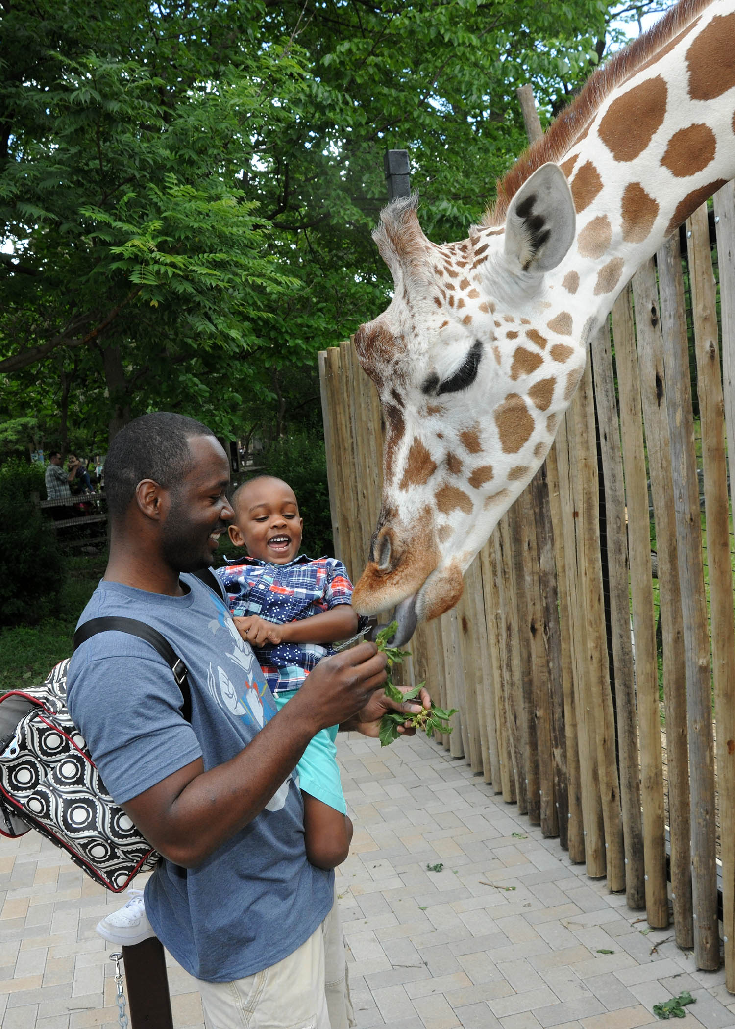 Giraffe Encounter 4