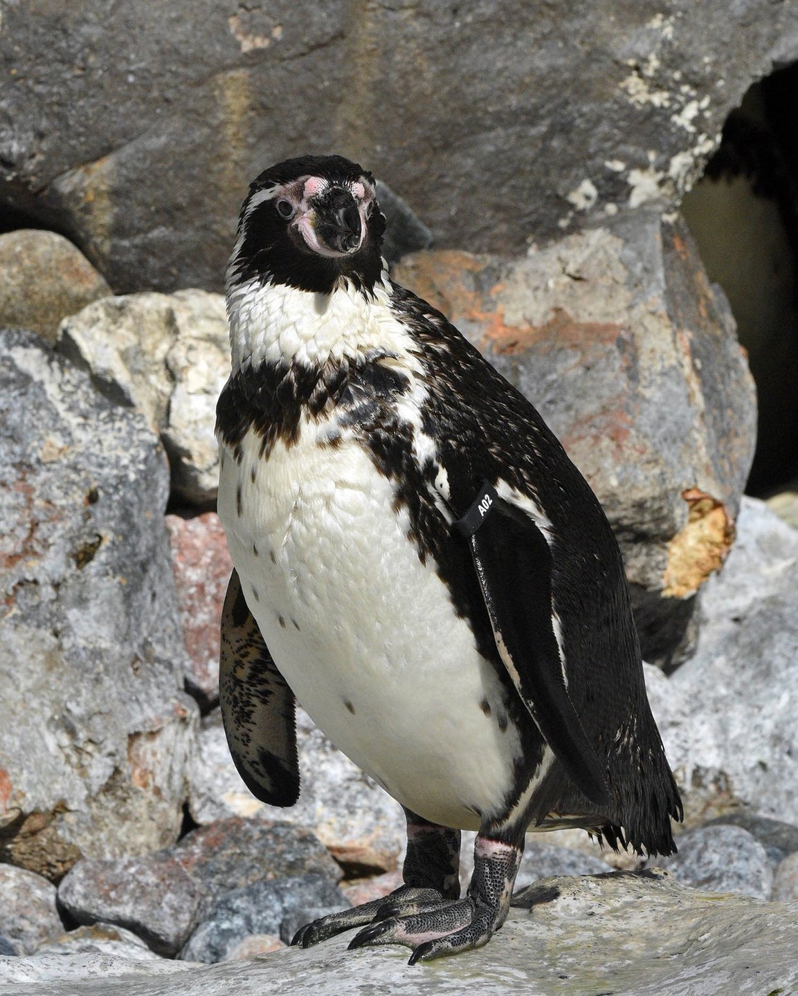penguin 2