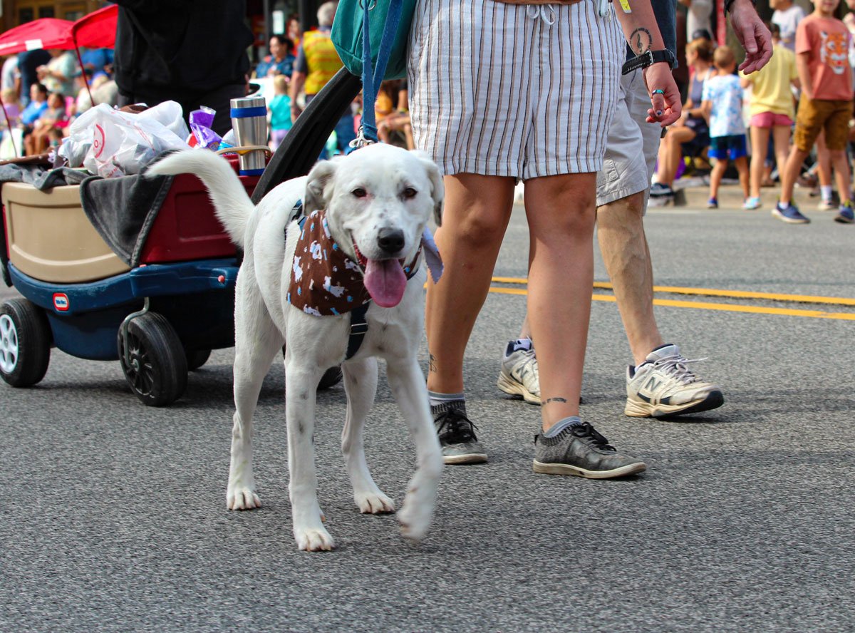 pet-parade-dog