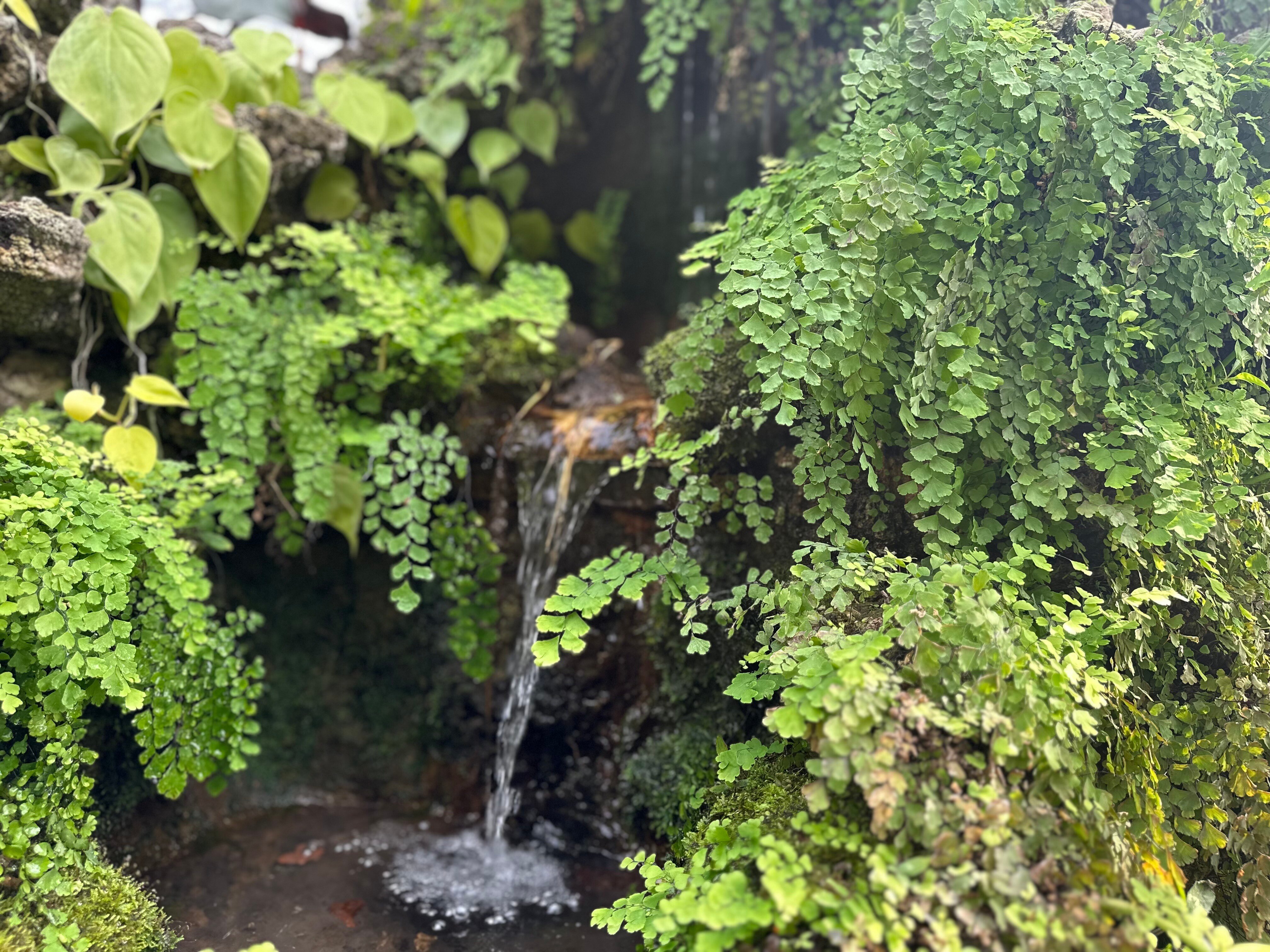 Oak Park Conservatory: A Hidden Gem Outside Chicago