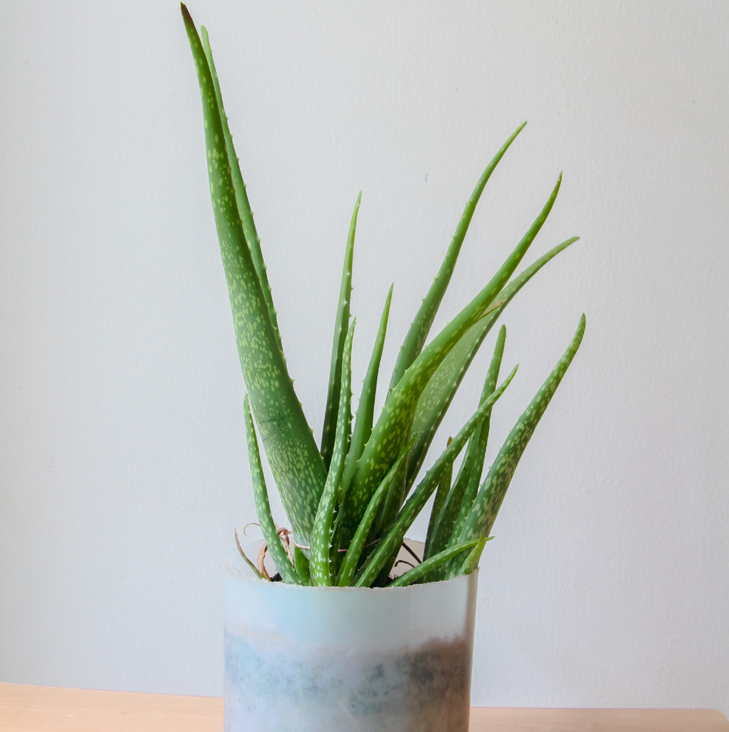 aloe