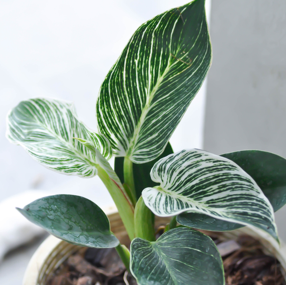 philodendron