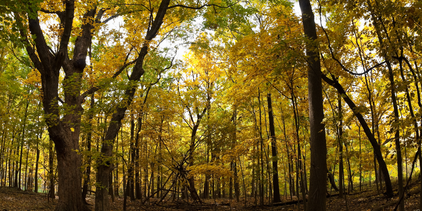 Spend a Day of Fun in the Forest Preserves of Western Cook County
